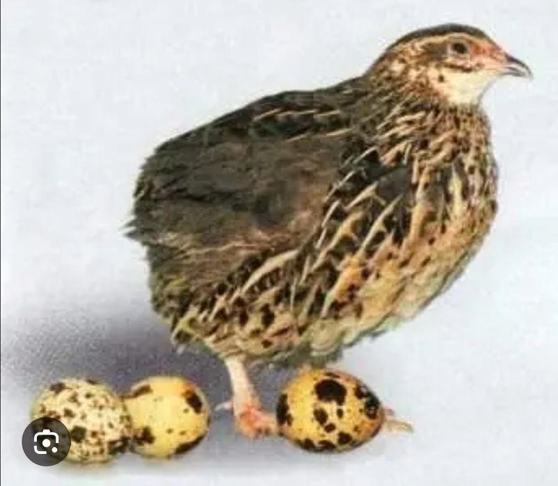 Яйце Інкубаційне Перепілка