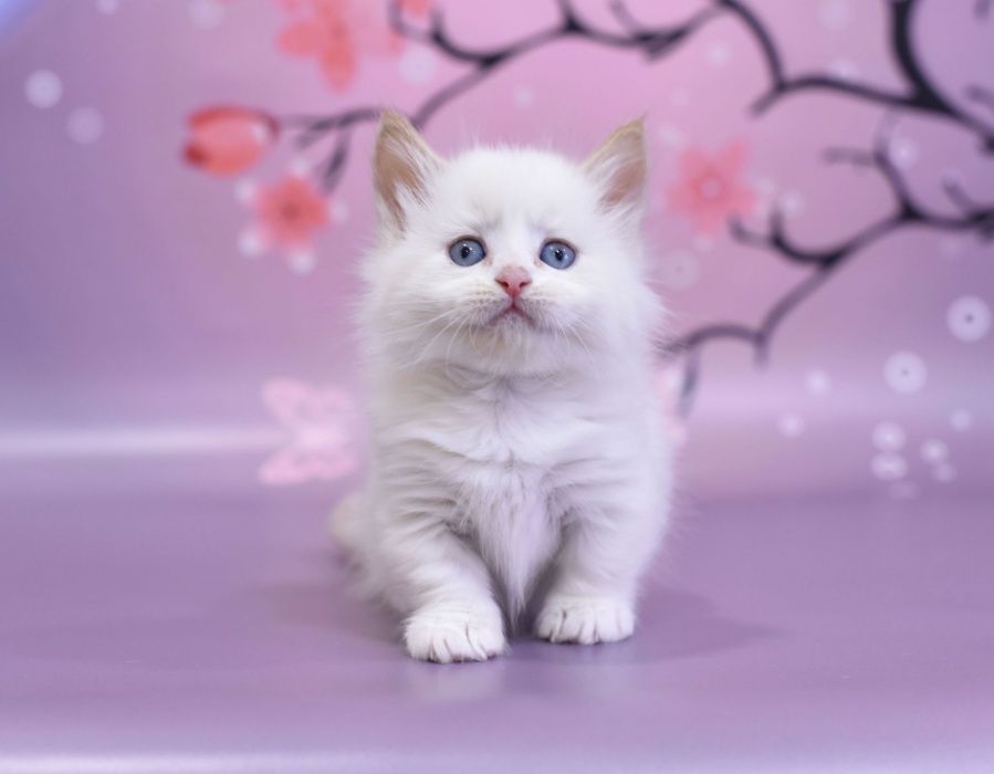 Манчкин с документами