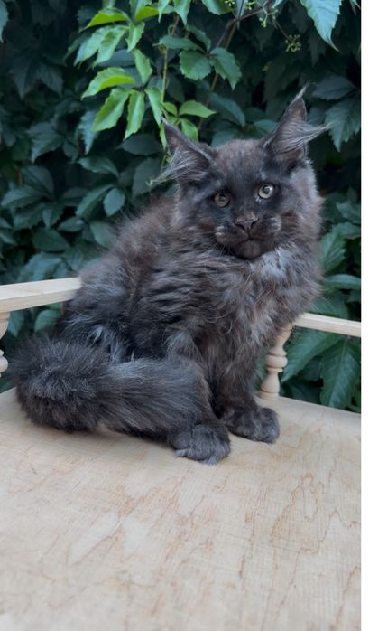 Кошенята мейн кун хлопчики і дівчатка