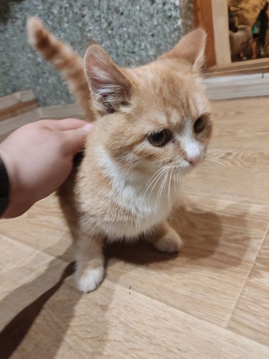 Віддам кота в добрі руки