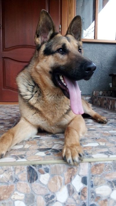 Німецькі вівчарки