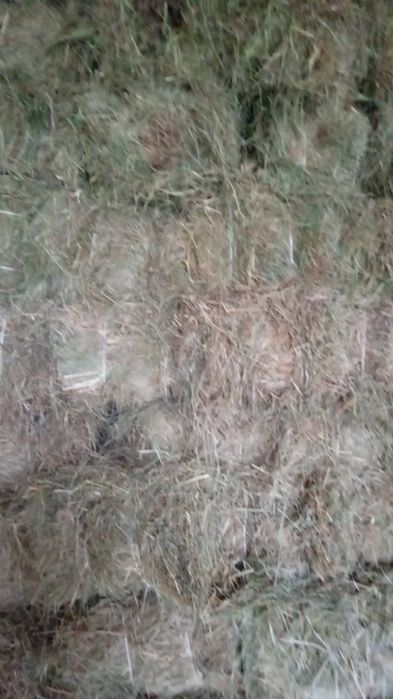 Продається сіно в квадратних тюках є у великих кількостях