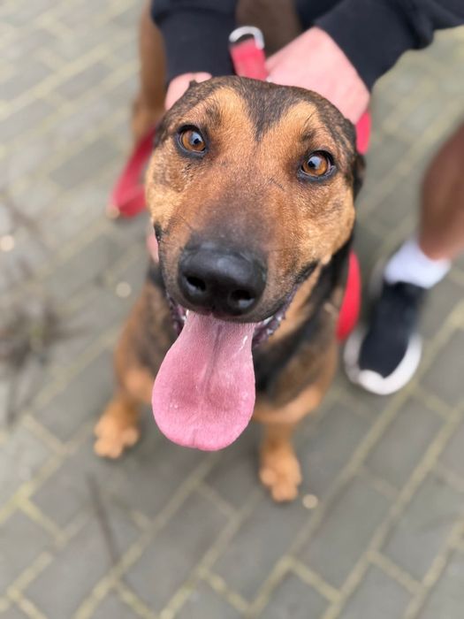 Malinois mix – inteligentny pies z potencjałem szkoleniowym