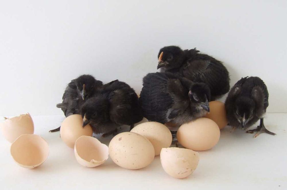 Ovos de galinha Preta Lusitânica