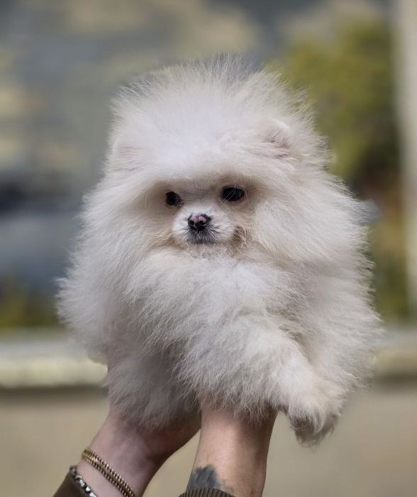 Эксклюзивный мишутка померанец