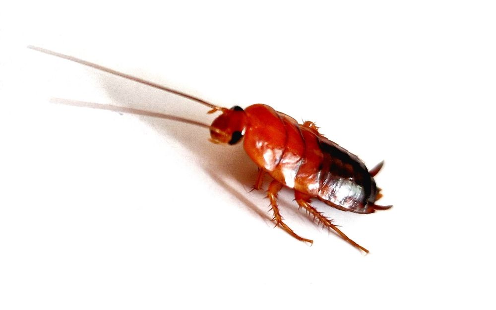 Karaczany tureckie 100szt rozm 1.5-2.5cm