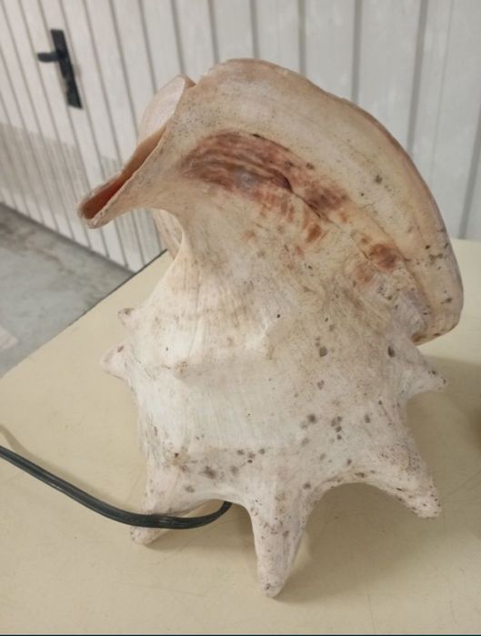 Búzio Grande Antigo Candeeiro