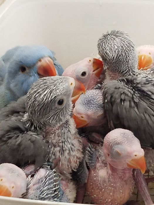 Ring necks bebés