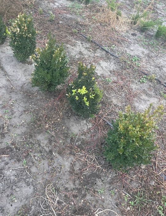 Самшит кримська сосна туя смарагд ялинка блакитна срібляста ялівець