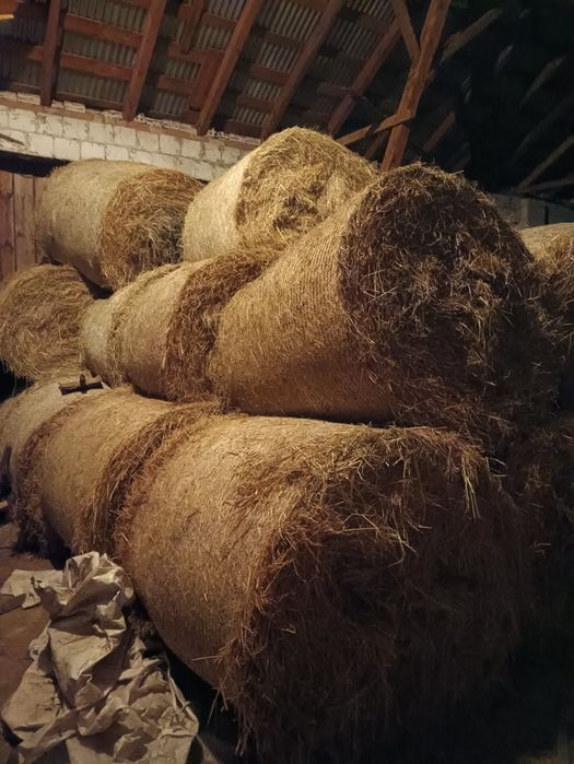 Siano, bele 130cm, 20sztuk, 180zł sztuka