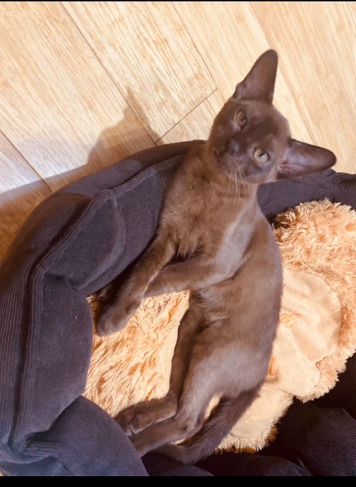 Вязка котик бурми