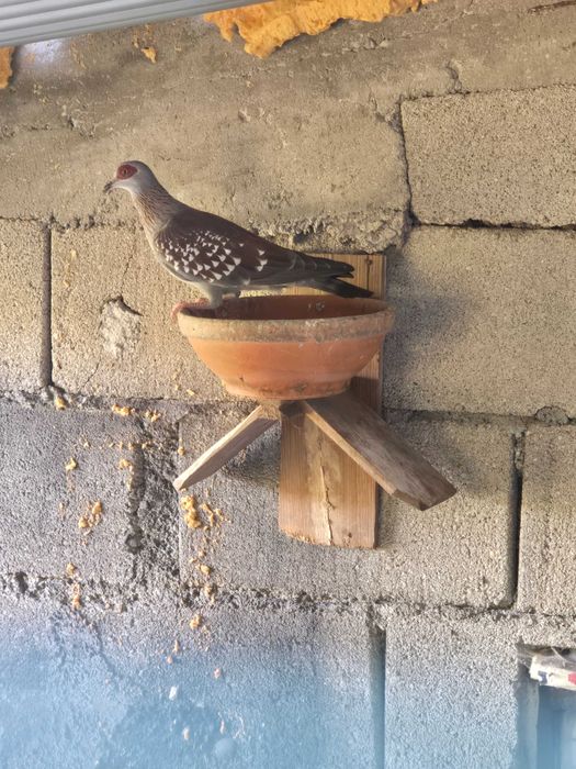 Pombos da Guiné casal