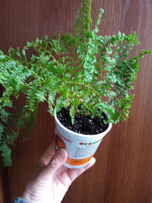 Папороть нефролепіс кучерявий