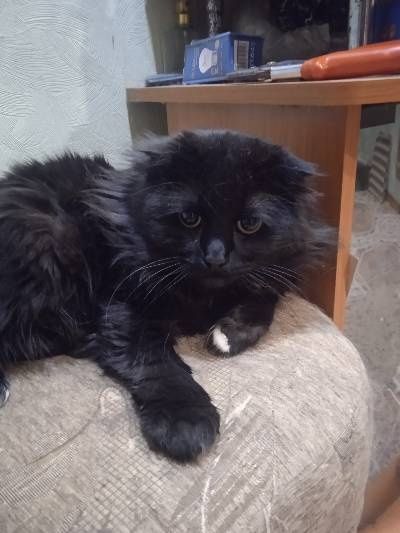 Молодой котик ищет дом