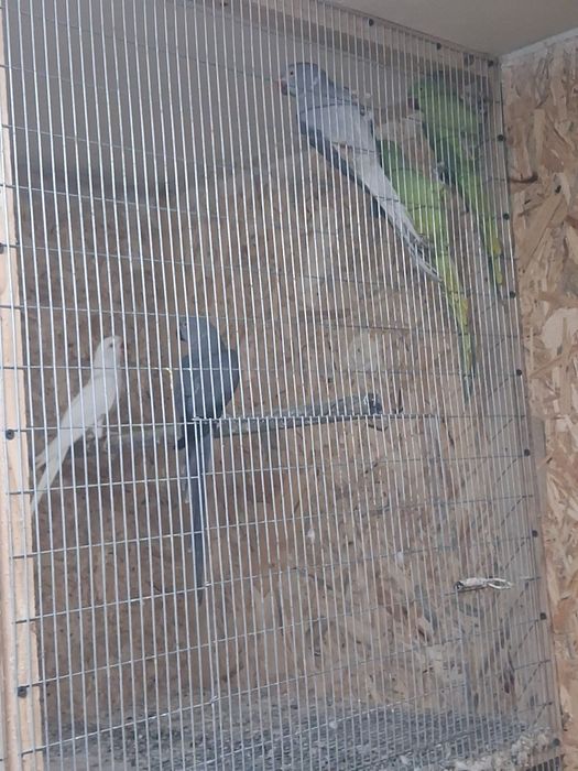 Ring necks para venda/ Faço troca