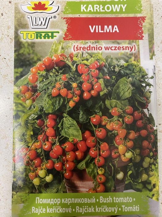 Pomidor koktajlowy VILMA sadzonka
