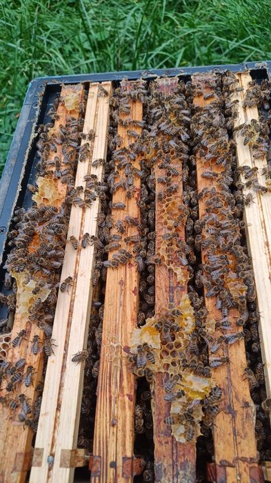 Miód DUO nektarowo-spadziowy 1,2 kg