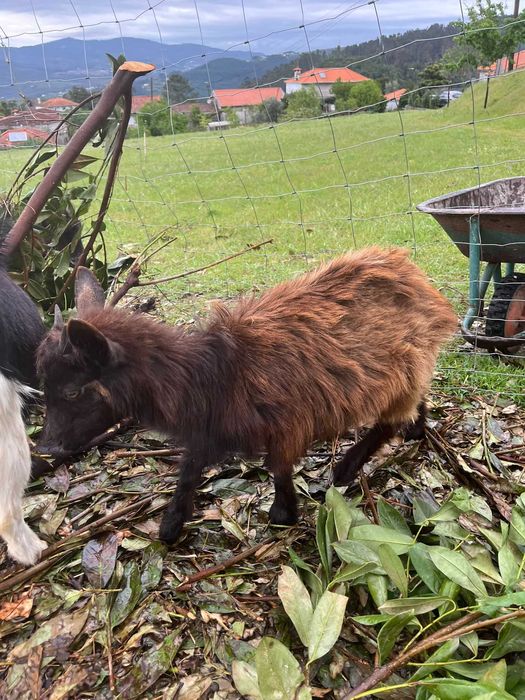 Grupo de cabras para venda – ideais para reprodução