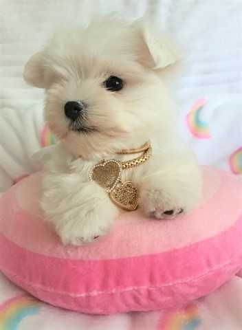 Maltańczyk Super Mini Piesek, Rodowód FOK, WDF, IKU