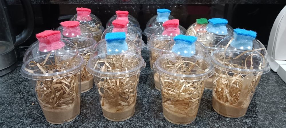 Muszki owocówki. Drosophila hydei. Karmówka.