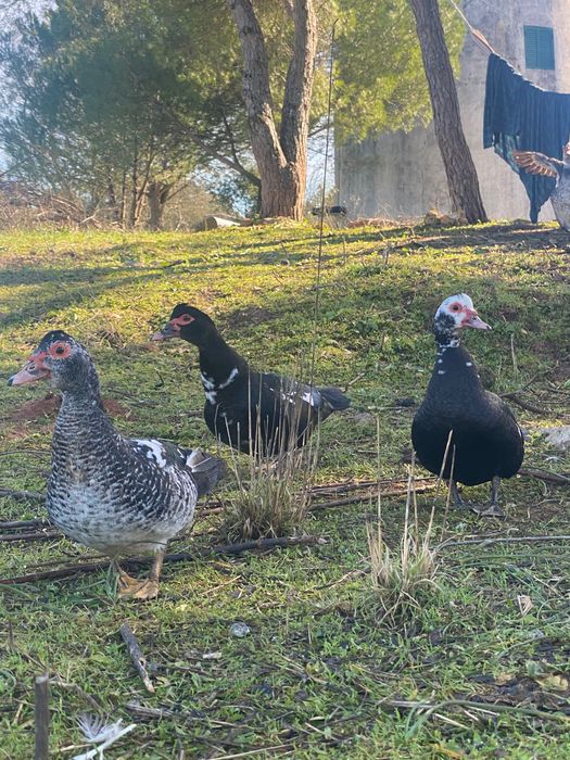 Patos mudos macho e fêmea