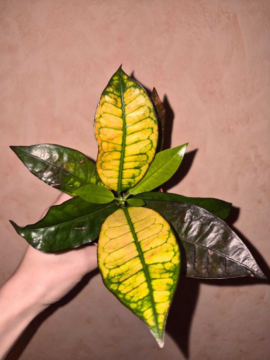 Кротон Місіс Айстон Codiaeum Mrs Iceton