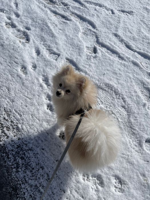 Злучка померанського шпіца