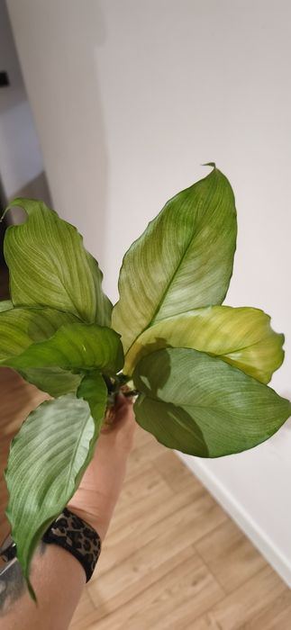 Spathiphyllum blandum split milk