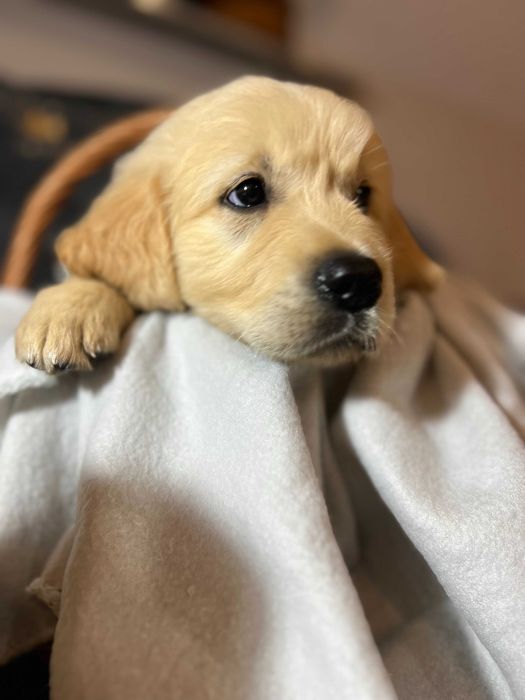 Szczeniak Golden Retriever Suczka Sunia z rodowodem