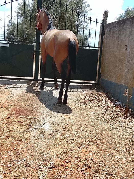 Poldro lusitano puro