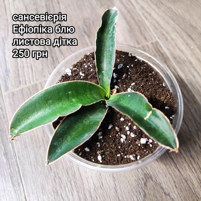 сансевиерия Aethiopica blue