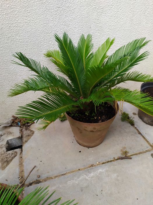 Palmeiras Cycas Revoluta
