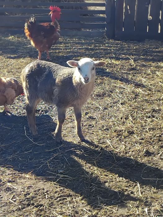 Продам Овечок є різні
