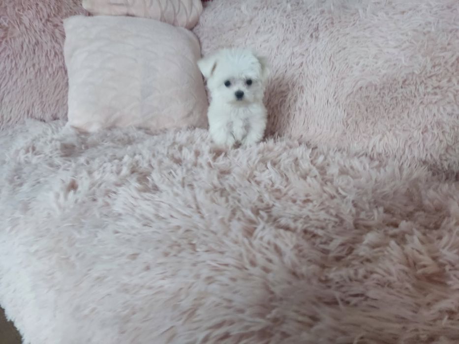 Słodziutki Bielutki Maltańczyk