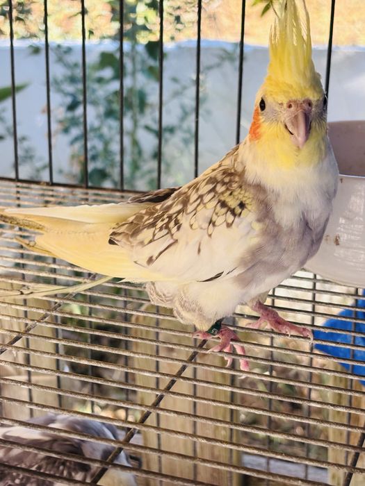 Caturra Macho