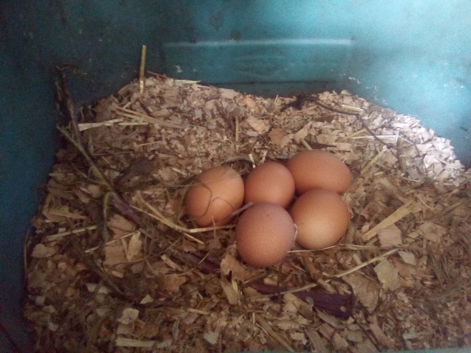 Ovos de galinha caseiro