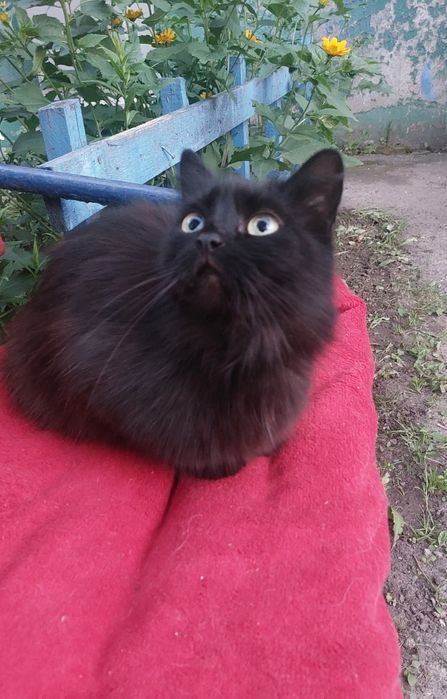 Отдам черную пушистую кошку, 2 года, стерилизована