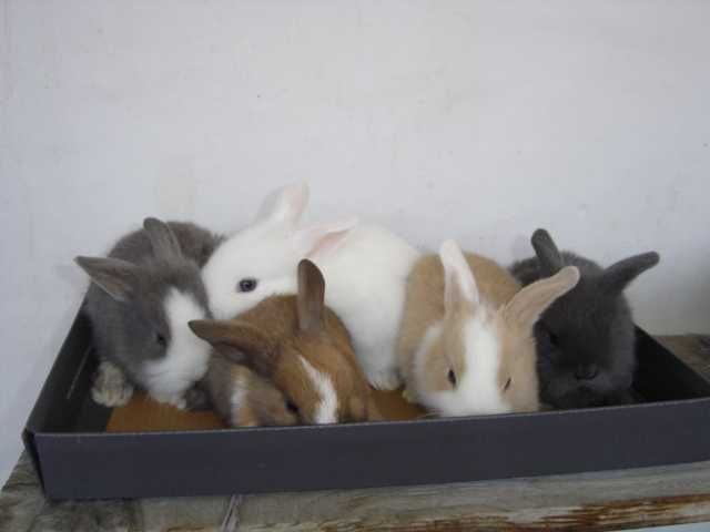 КРОЛИКИ- МИНИ - Лучший Подарок. Красивые Разные. и ВИСЛОУХИЕ. в ОДЕССЕ