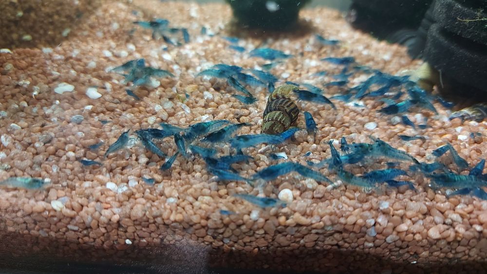 Krewetki blue velvet -10szt.