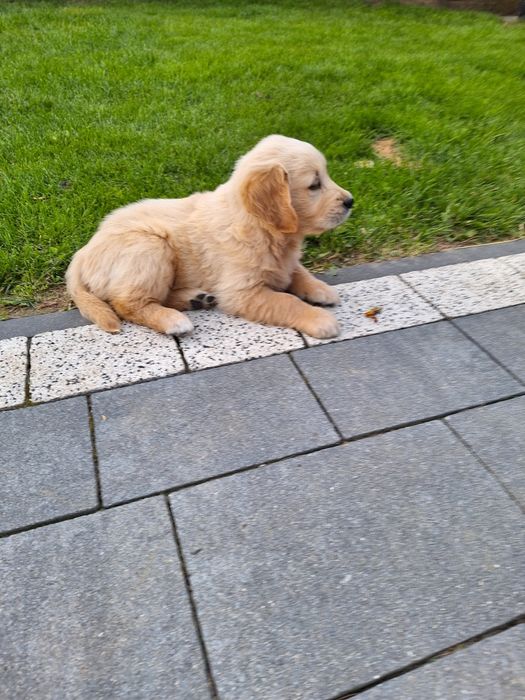 Pieski Golden Retriever