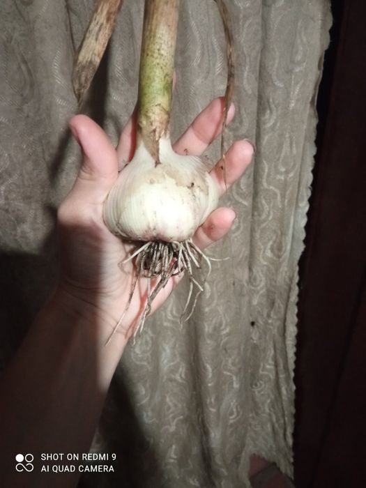 Часник  Карел чеської селекції,порцелянового сортотипу,