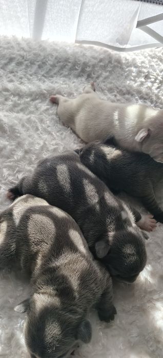 Buldog francuski