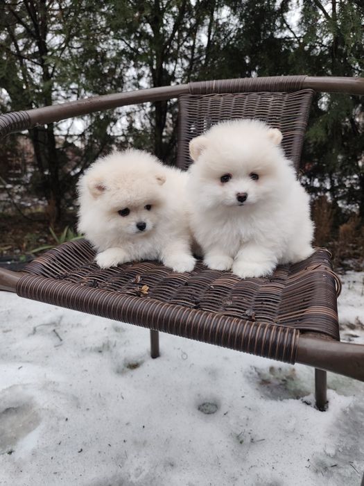 Гарненькі Дівчатка Міні!