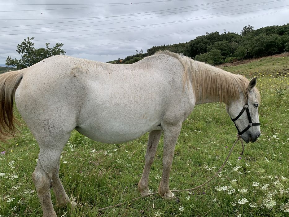 Egua lusitana Pura Montada e Prenha de cavalo pontuado