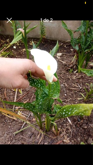 Conjunto de 6 bolbos de jarros de jardim