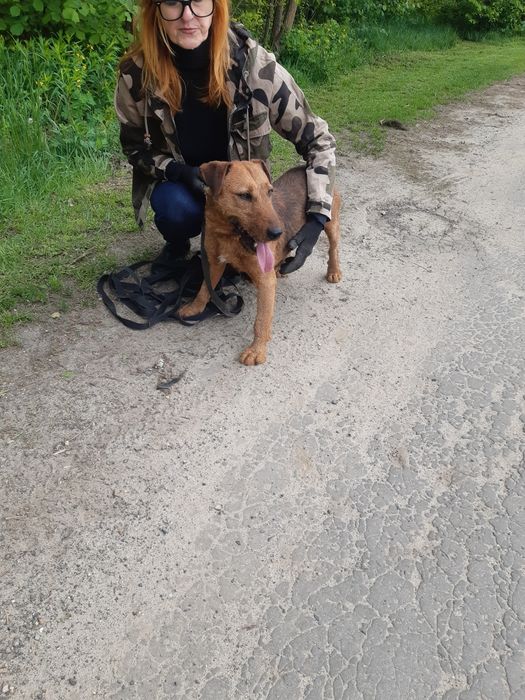Śliczny mały piesek Dingo do adopcji ze schroniska.