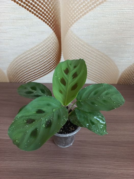 Фіалка  Ктенанта Калатея