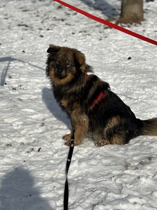 Mushu - puchaty piesek szuka domu