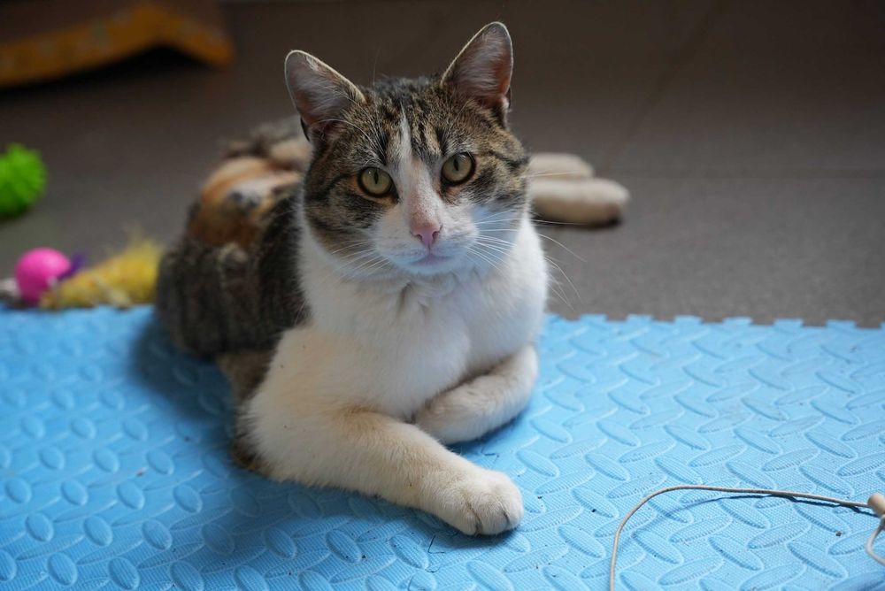 POCISK kot kocurek kochany adopcja schronisko