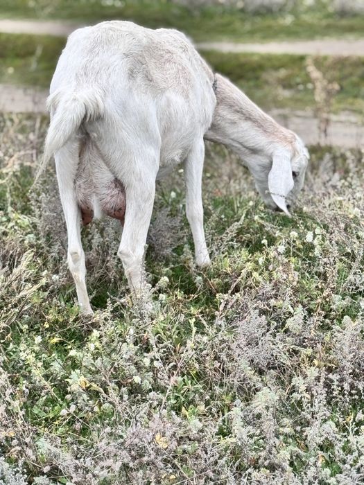 Козочки англо нубійські